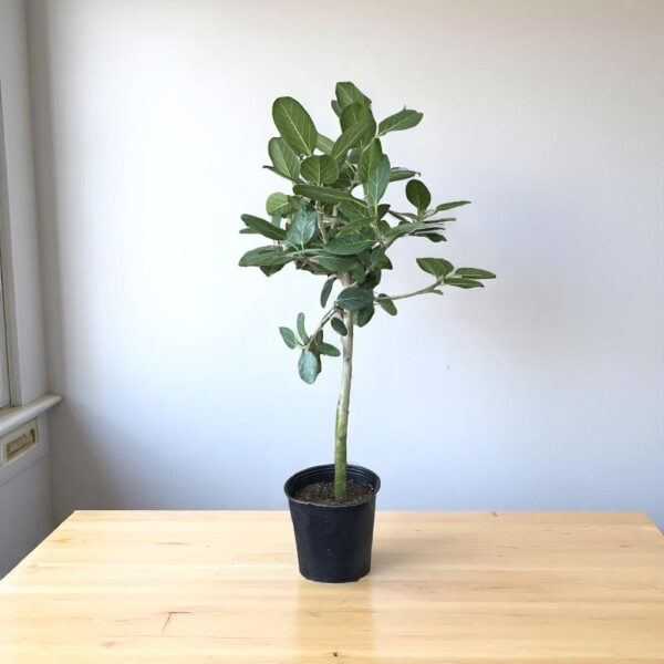 Banyan Tree - Wadh, Bargad, Ficus Benghalensis