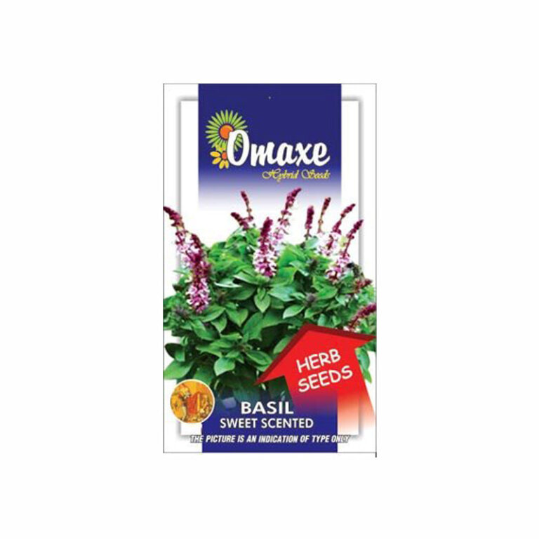 Basil Sweet Scented Seeds (80-100 Seeds) - omaxe seeds