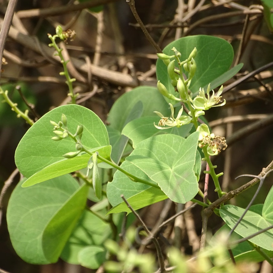 Bauhinia Racemosa - Apta Plant (Bidi Leaf Tree) Bauhinia Racemosa - Apta Plant (Bidi Leaf Tree)