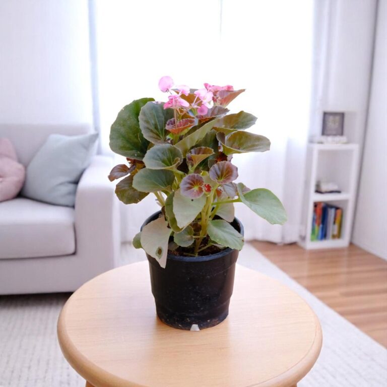 Begonia Pink Plant