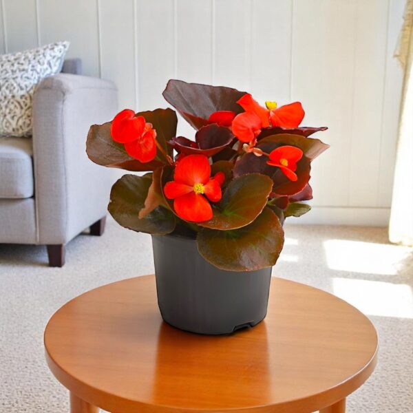 Begonia Red Plant