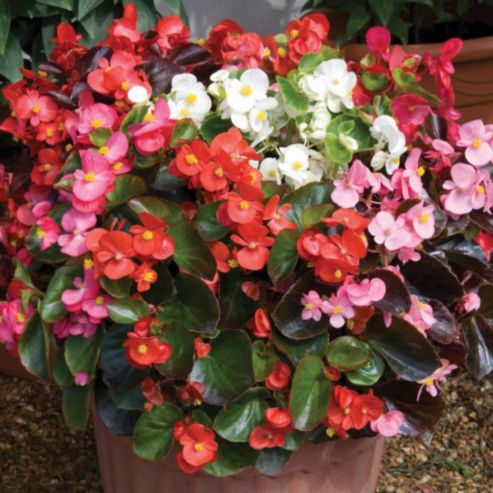 Begonia Semerflorens Mixed Seeds - omaxe seeds