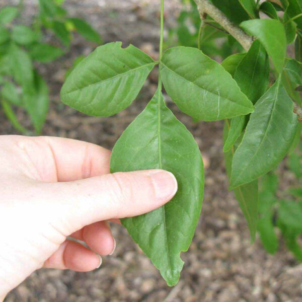 Bel Patra Plant, Bilva Patra, Tripatra, Stone apple, Wood apple, Aegle Marmelos