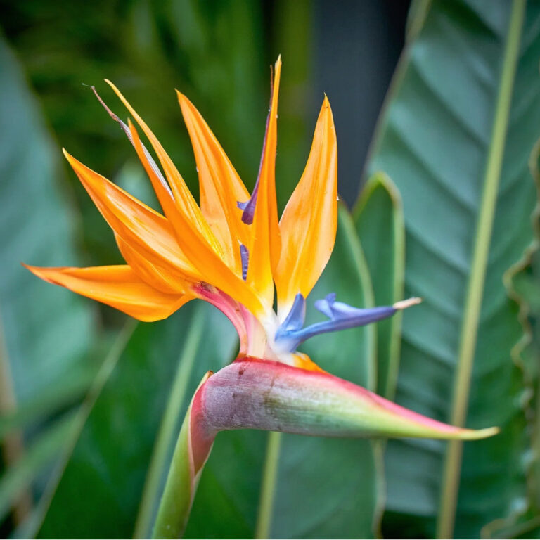 Bird of Paradise Plant - Crane Flower Plant