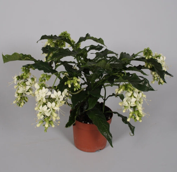 Bleeding Heart Vine - Clerodendron Vine, Clerodendron Wallichii