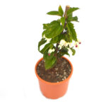 Bleeding Heart Vine Plant