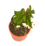 Bleeding Heart Vine Plant