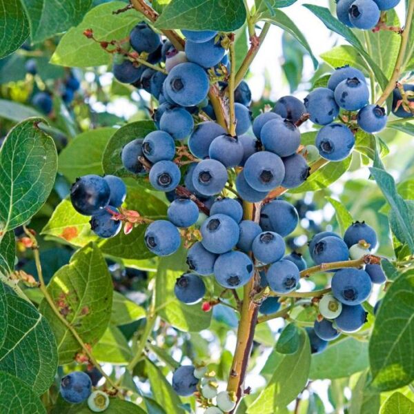 Blueberry Fruit Plant