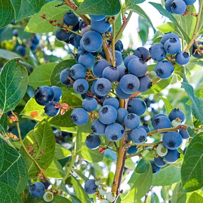 Blueberry Fruit Plant