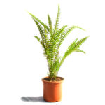 Boston Fern Air Purifier Fern Plant