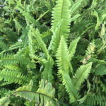 Boston Fern Air Purifier Fern Plant