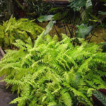 Boston Fern Air Purifier Fern Plant