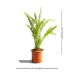 Boston Fern Air Purifier Fern Plant