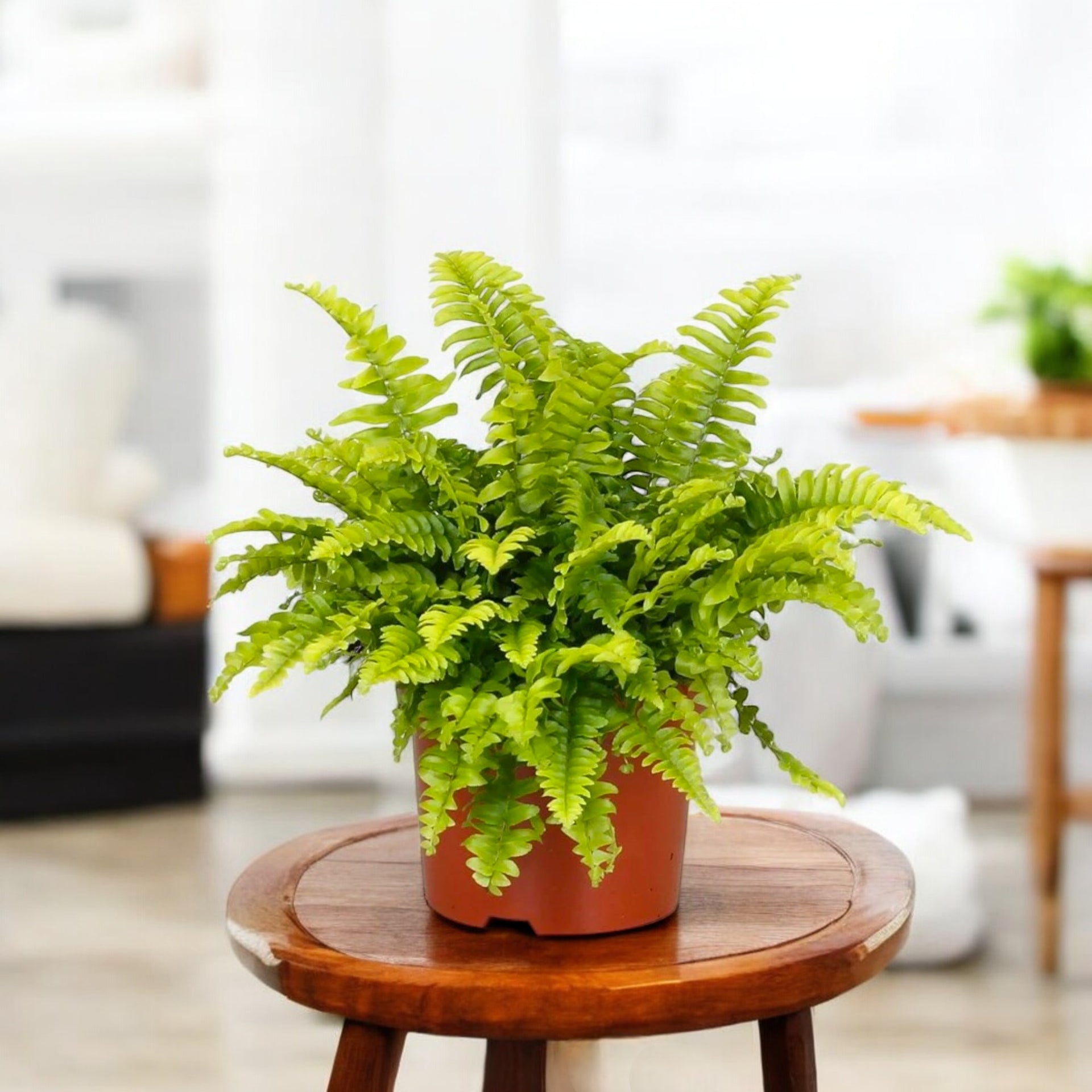 Boston Fern Plant Boston Fern Plant
