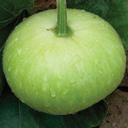 Bottle Gourd F1 Hybrid Round seeds - omaxe seeds