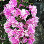 Bougainvillea Imperial Thai Delight Plant