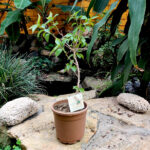 Bougainvillea Imperial Thai Delight Plant