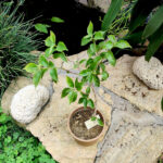 Bougainvillea Imperial Thai Delight Plant