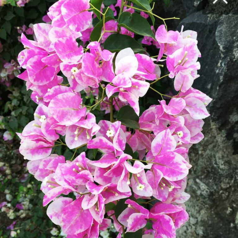 Bougainvillea Imperial Thai Delight Plant
