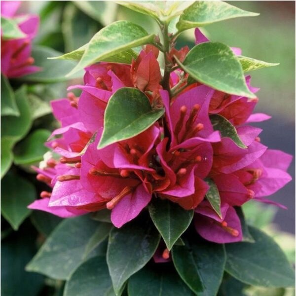 Bougainvillea Pink Cluster Plant