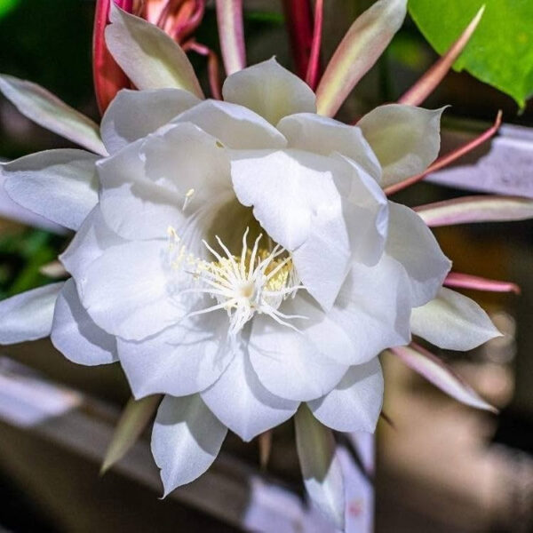 Brahma Kamal - Night Blooming Plant