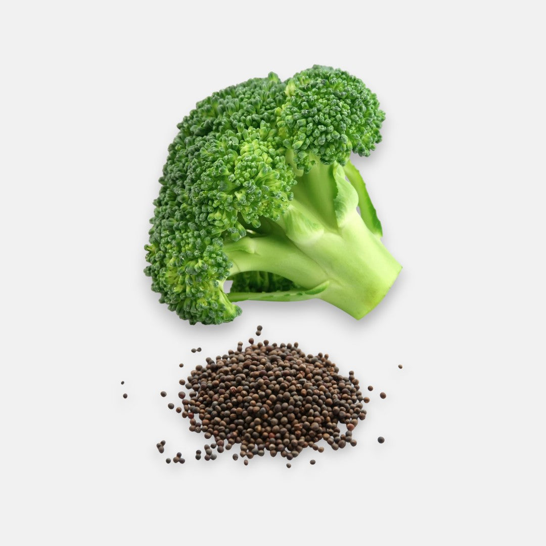 Broccoli Imported (50 seeds) - Sunrise Broccoli Imported (50 seeds) - Sunrise