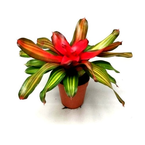 Bromeliad - Neoregelia ‘Fireball’ Plant