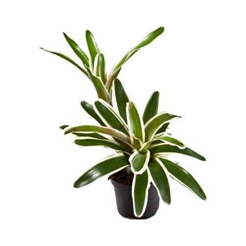 Bromeliad - Neoregelia Fireball Variegata Plant