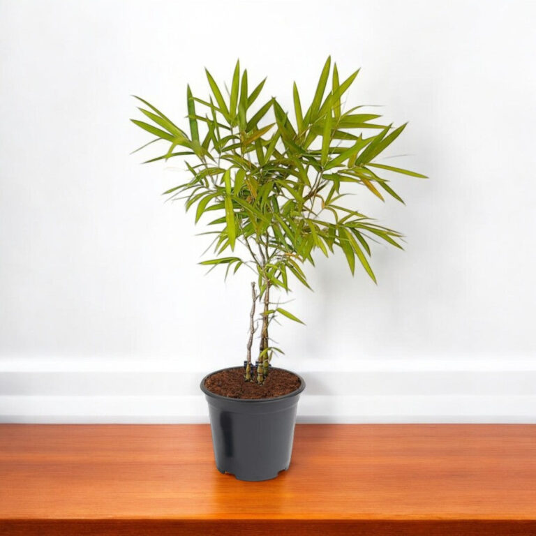 Buddha Belly Bamboo Plant - Bambusa Ventricosa