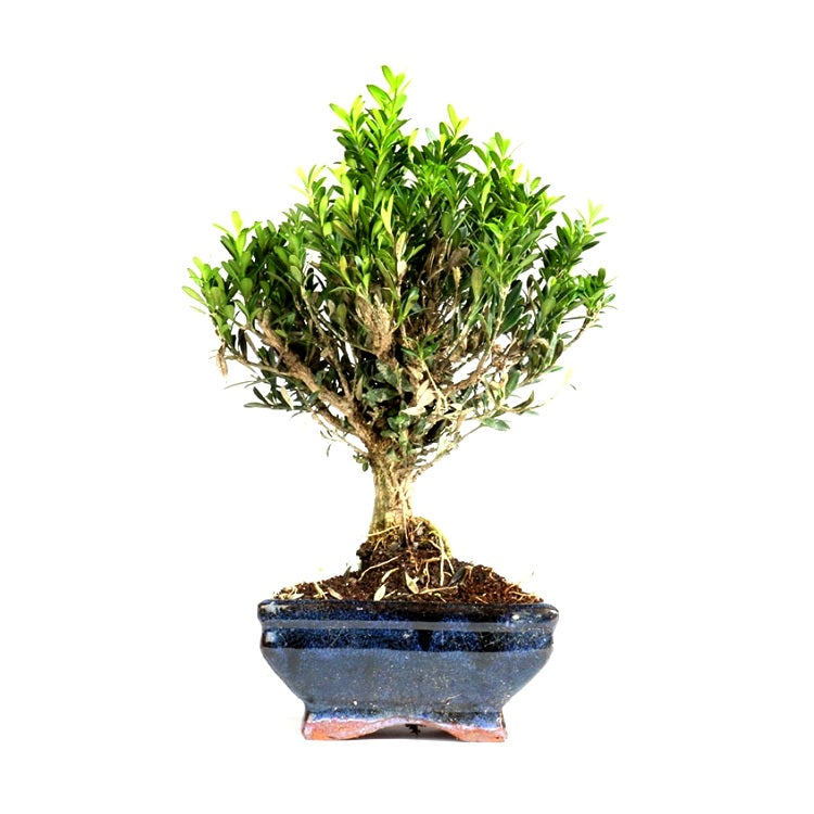 Buxus Harlandii Bonsai - Boxwood, Buxus Bonsai (4 years) Buxus Harlandii Bonsai - Boxwood, Buxus Bonsai (4 years)