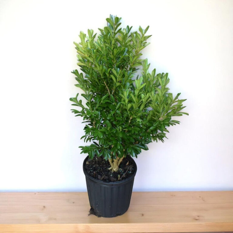 Buxus Harlandii Plant