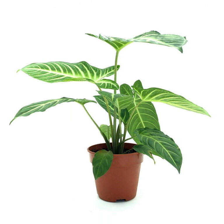 Caladium Lindenii - Xanthosoma, Angel Wings Plant