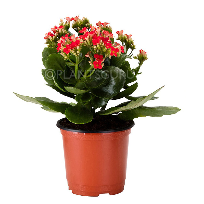 Calanchchu Red - Kalanchoe Plant Calanchchu Red - Kalanchoe Plant