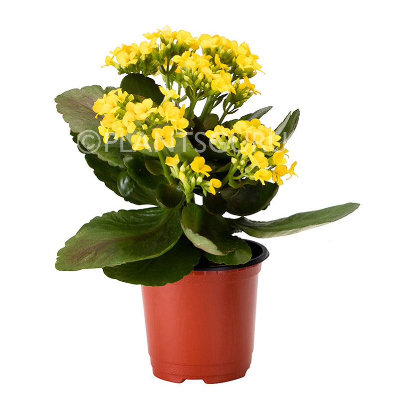 Calanchchu Yellow - Kalanchoe Plant Calanchchu Yellow - Kalanchoe Plant