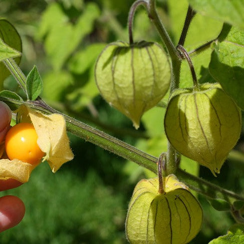 Cape Gooseberry Plant - Golden Berry Fruit Plant