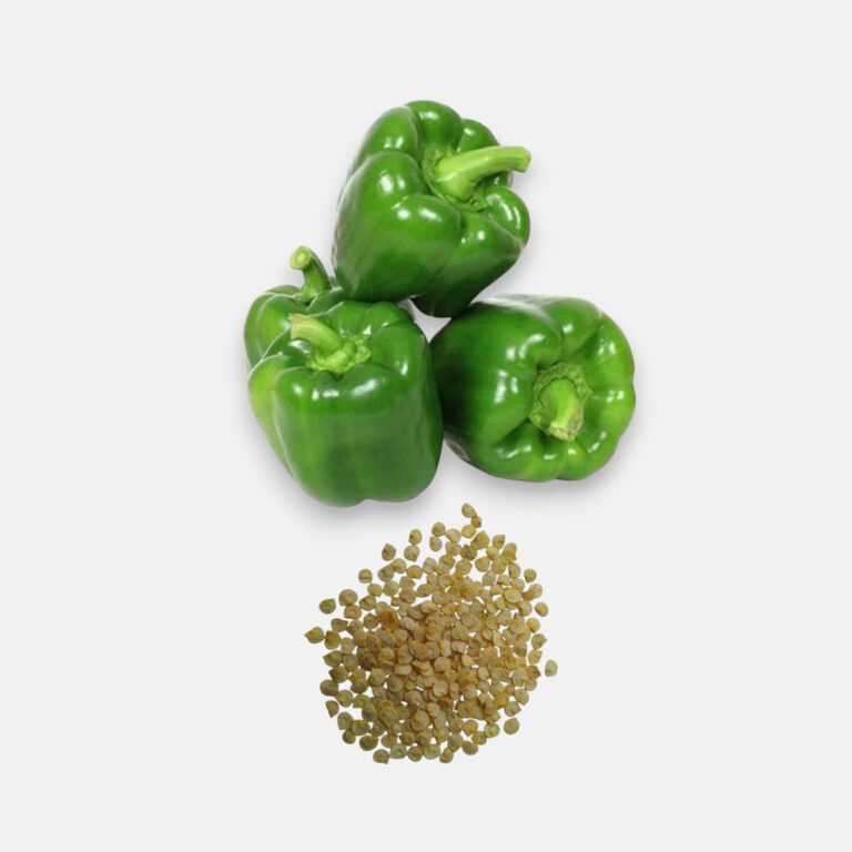 Capsicum Green Imported (50 seeds) - Sunrise