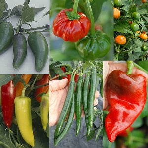 Capsicum Seeds - Set of 7 Seeds pack - omaxe seeds