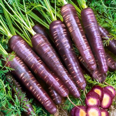 Carrot Black Wonder (5 gm) Seeds - omaxe seeds
