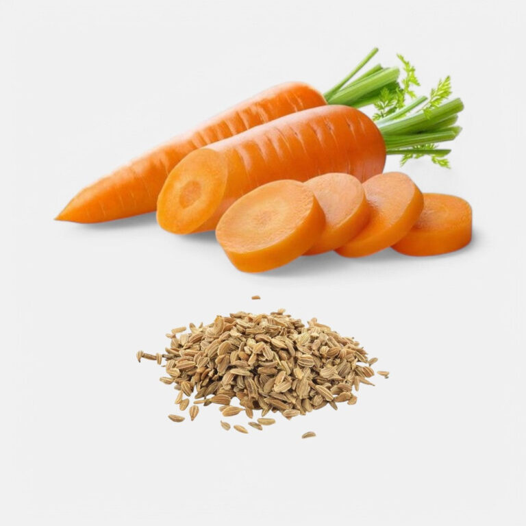 Carrot Early Imported (50 seeds) - Sunrise