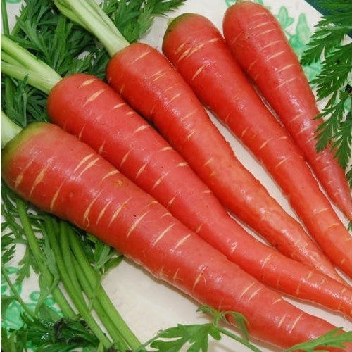 Carrot Selection Red Seeds - omaxe seeds