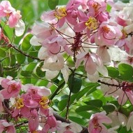 Cassia Javanica Plant - Pink Shower, Apple Blossom Tree, Rainbow Shower Tree