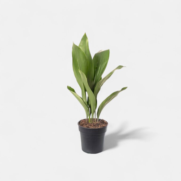 Cast Iron Plant - Aspidistra Elatior, Bar-Room Plant
