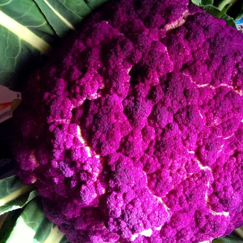 Cauliflower Di Sicilia Violetto (30 seeds) - omaxe seeds