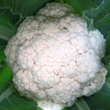 Cauliflower F1 Him Daksh-65 (50 seeds) - omaxe seeds