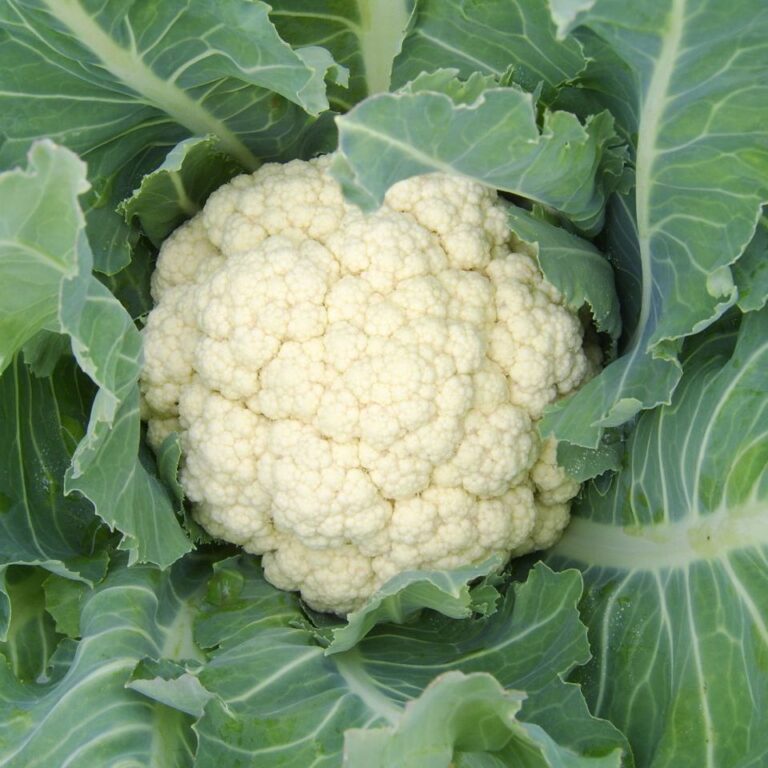 Cauliflower F1 Hybrid seeds - omaxe seeds