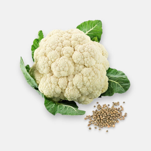 Cauliflower Seeds 1gm | Sunrise
