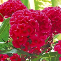 Celosia Cristata Pink Plant