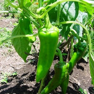 Chilli F1 Carno Di Torro (40 seeds) - omaxe seeds