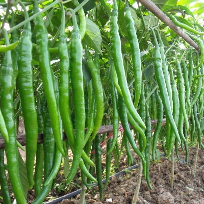 Chilli F1 Hybrid Jwala Pariksha (50 Seeds) - omaxe seeds