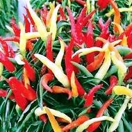 Chilli F1 Thai Skyline (30 seeds) - omaxe seeds
